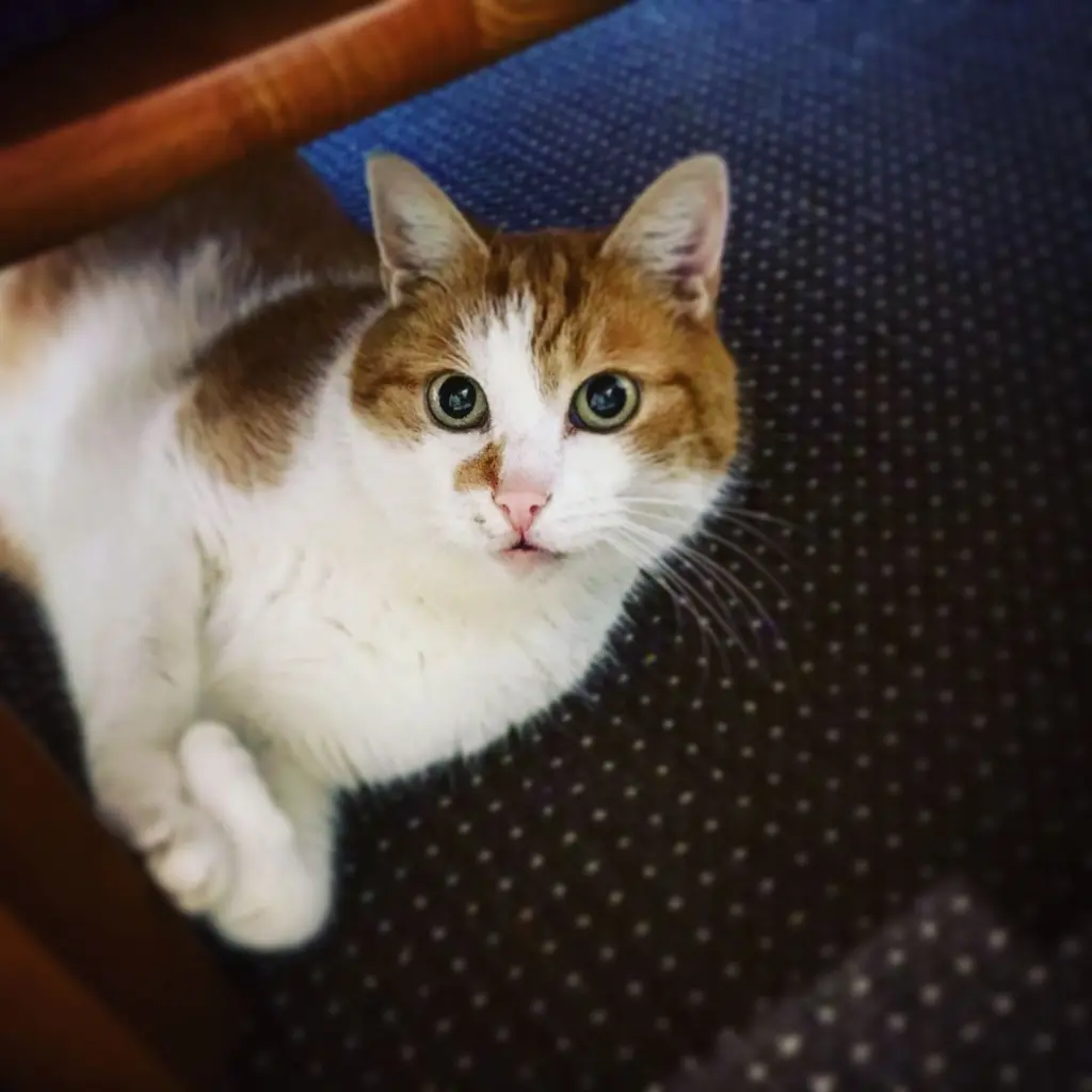 Image from Fluffy