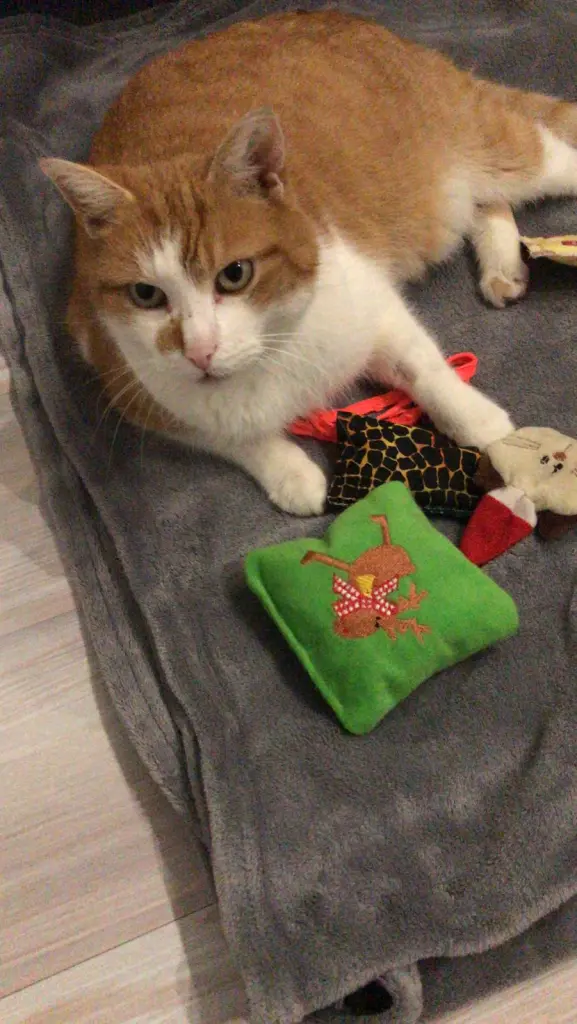 Image from Fluffy