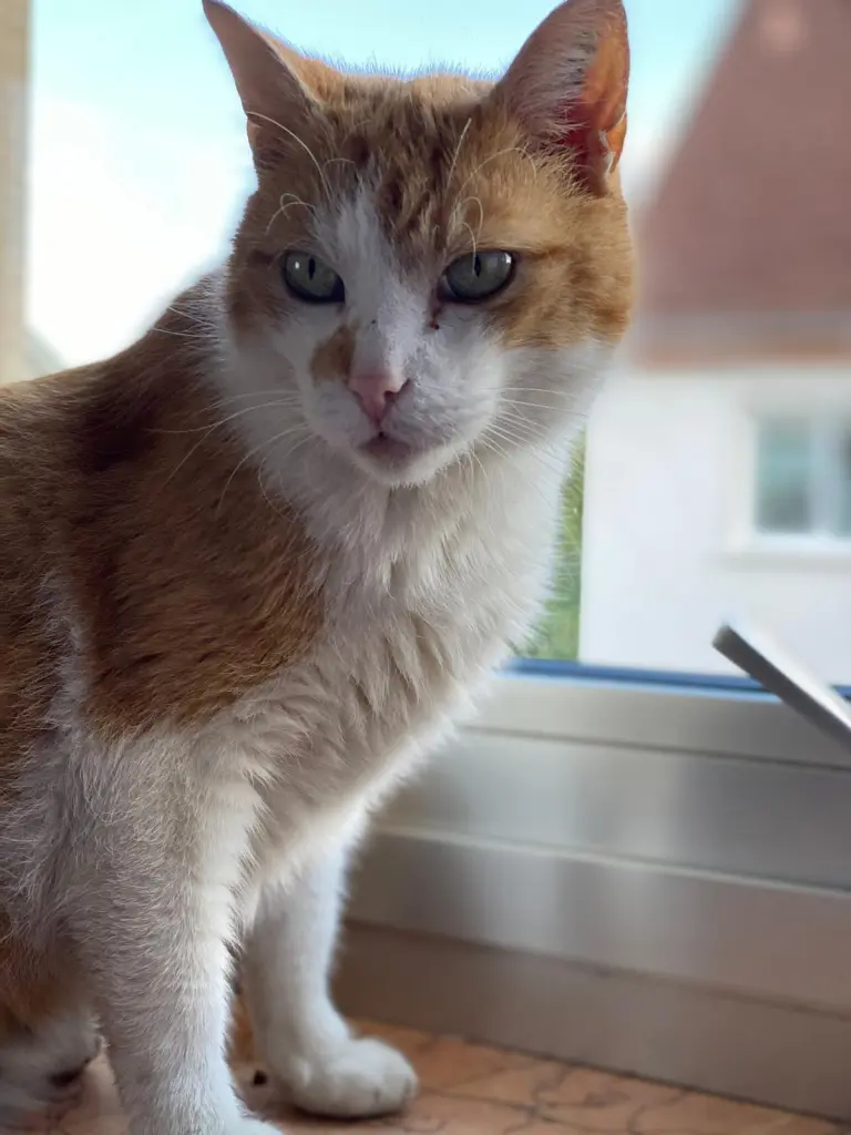 Image from Fluffy