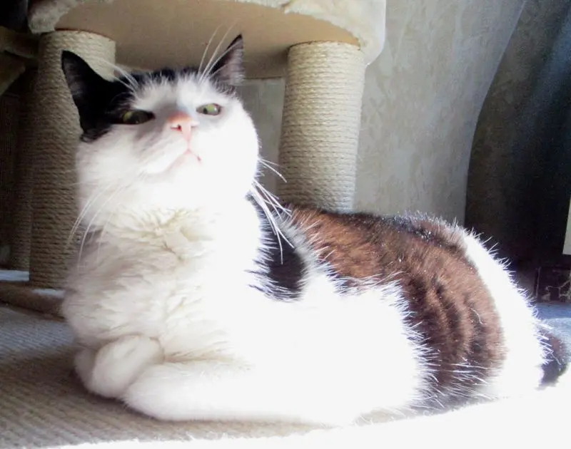 Condolence image of Mutti