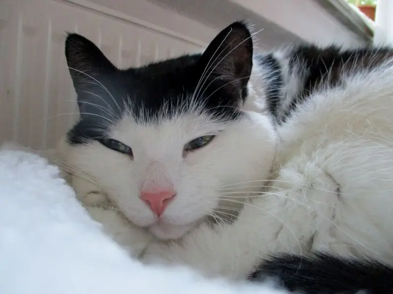 Condolence image of Gundula mit Gipsy im Herzen