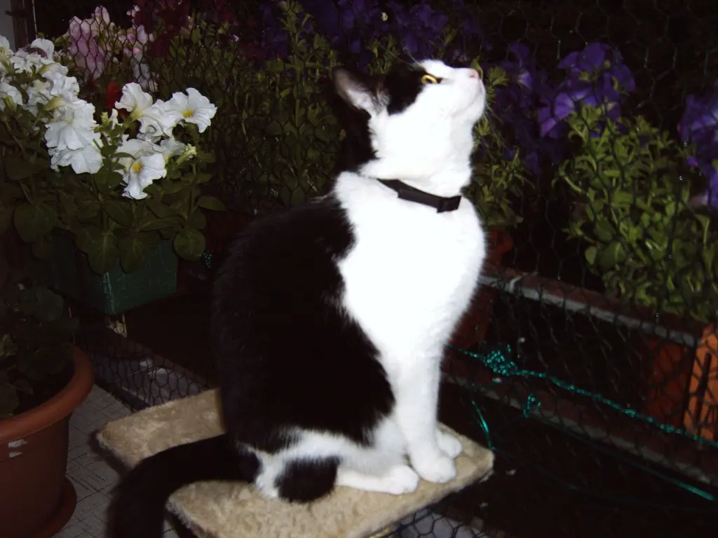 Condolence image of Mutti