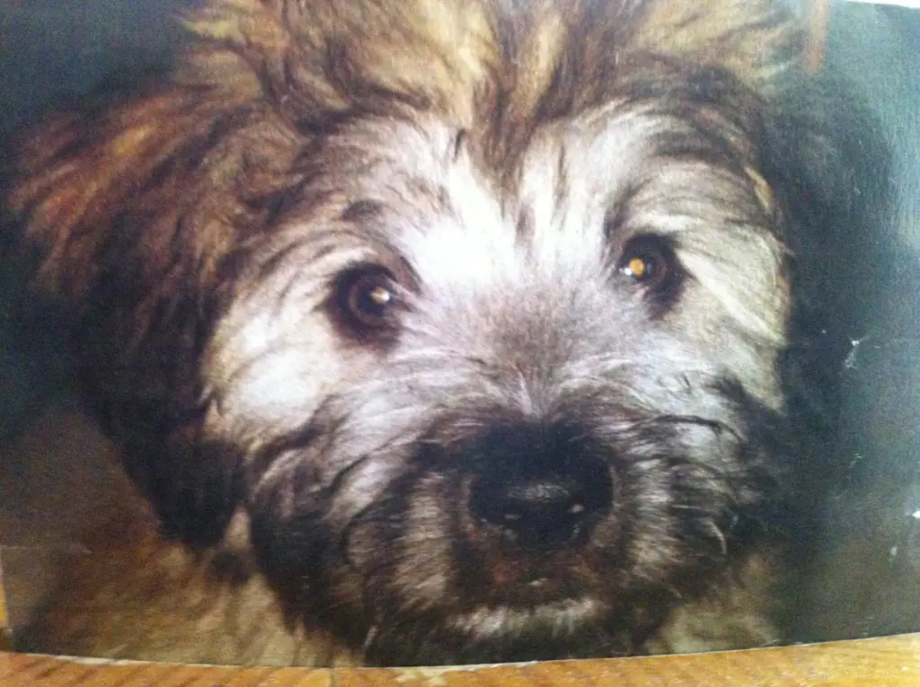 Image from Sammy