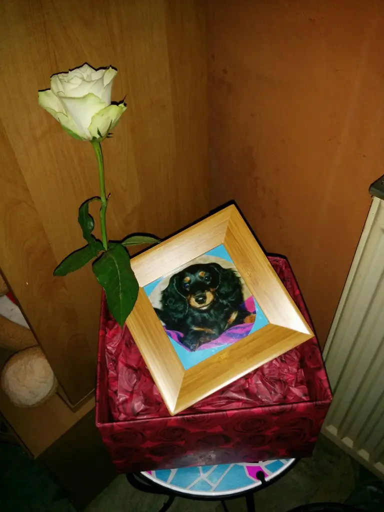 Image from Nelli