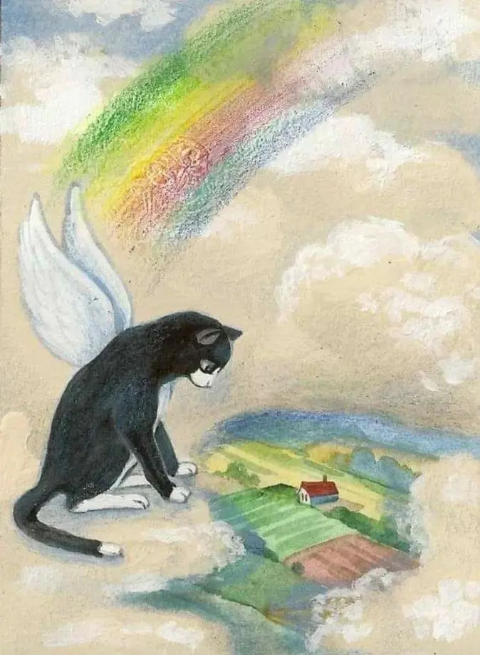 Condolence image of Andrea mit Minki im ❤ gest.19.10.20❤❤