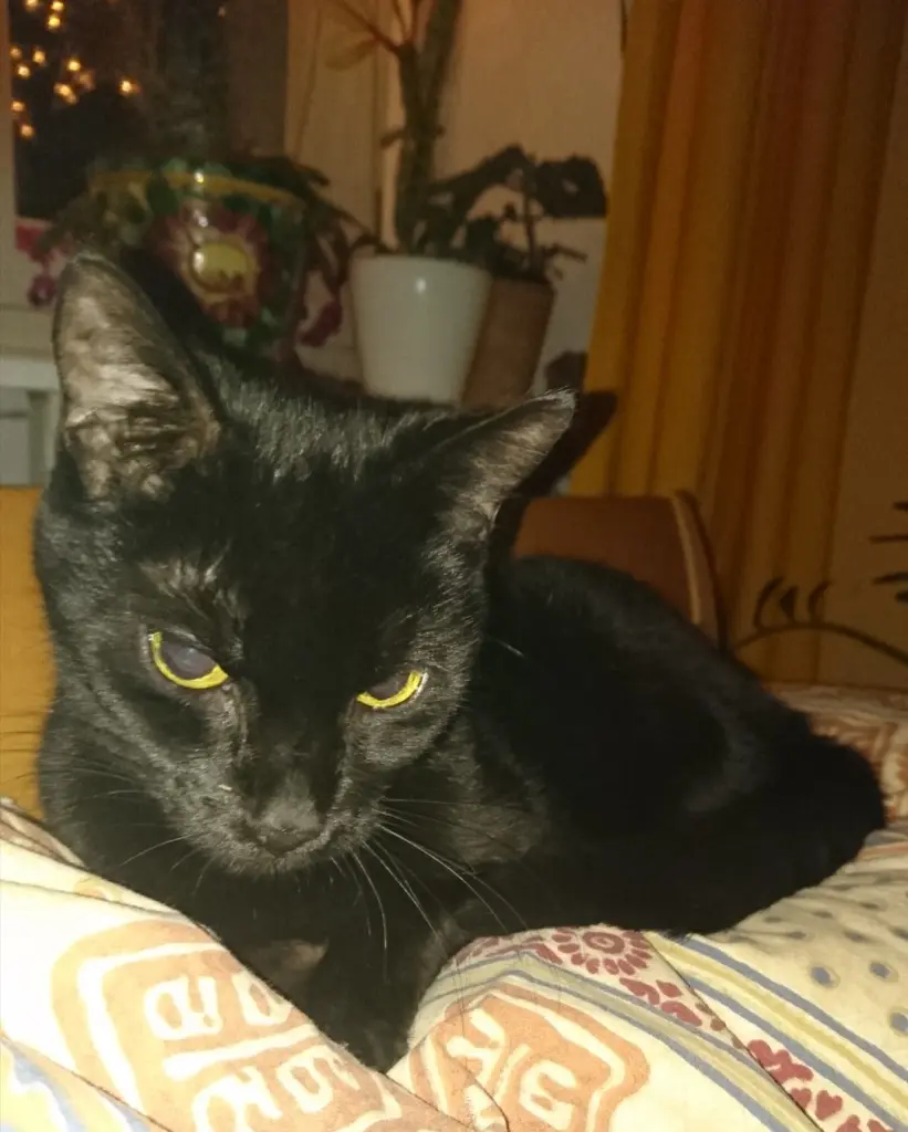 Image from Tilli