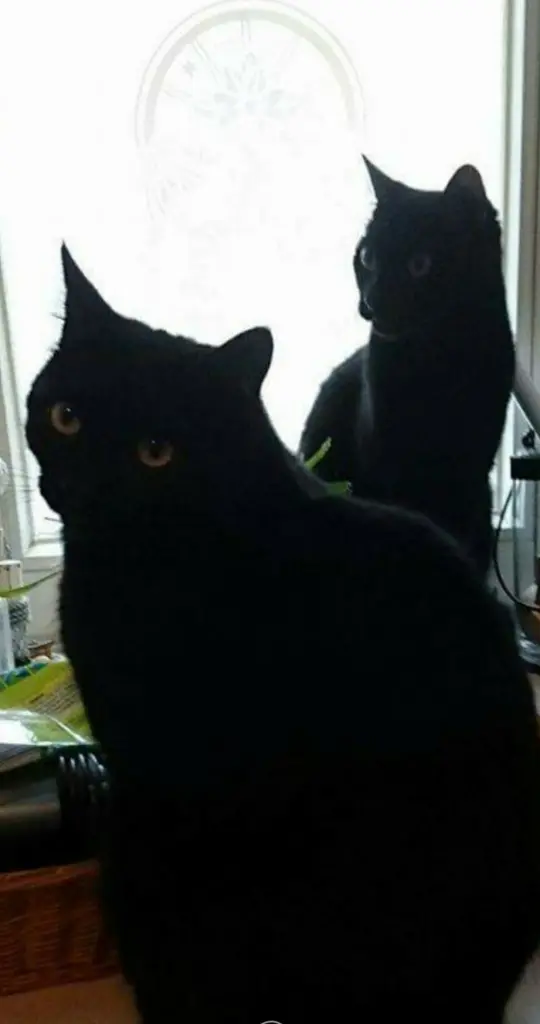 Image from Tilli