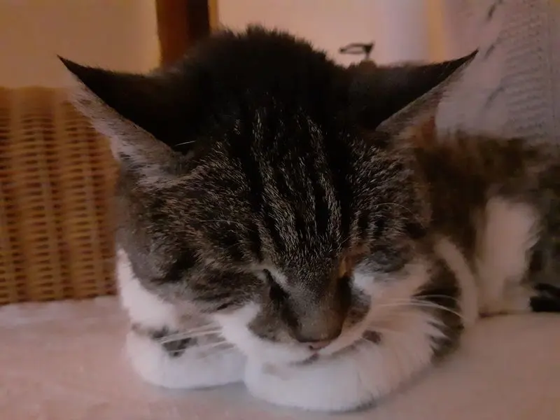 Andachtsbild von Andrea mit Minki im ❤ gest.19.10.2020