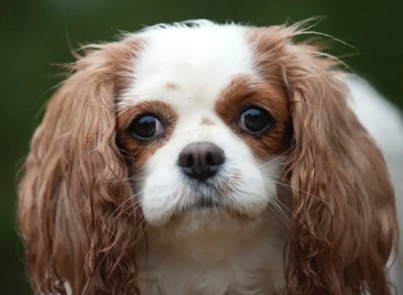 Andachtsbild von Iris mit Herzchen, Finja und Dagon im Herzen