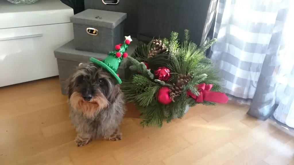 Image from Poldi