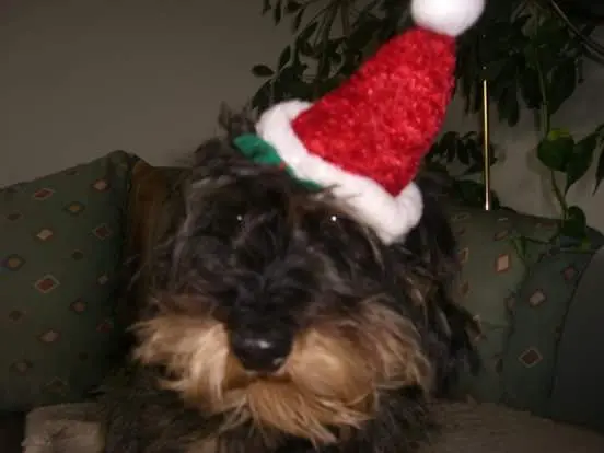 Image from Poldi