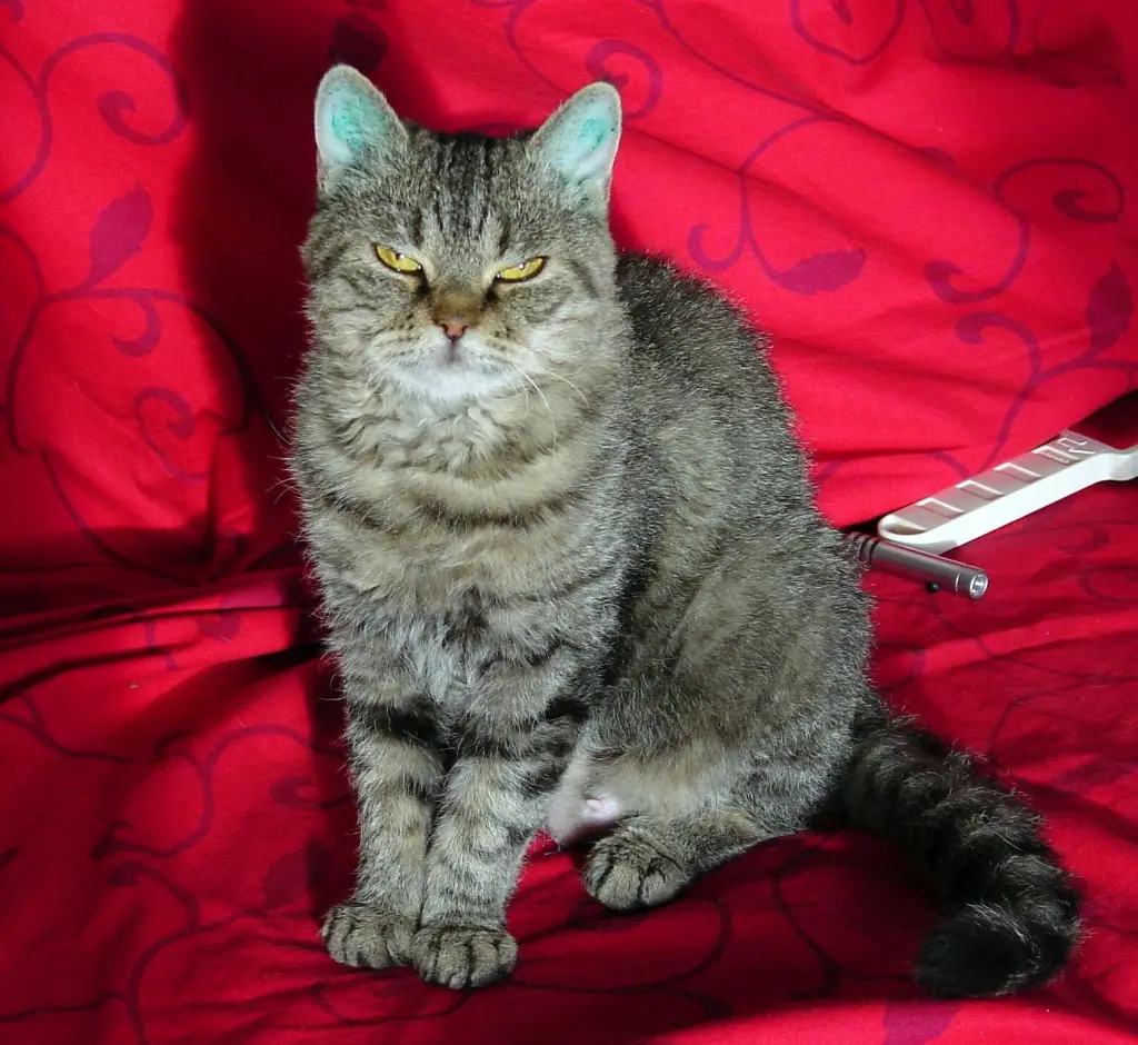 Image from Serma