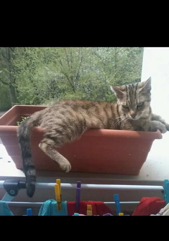Image from Kitty