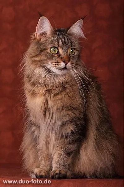 Image from Freya