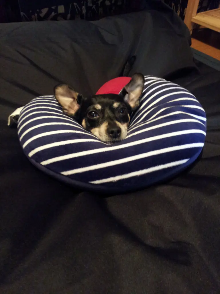 Image from Polly