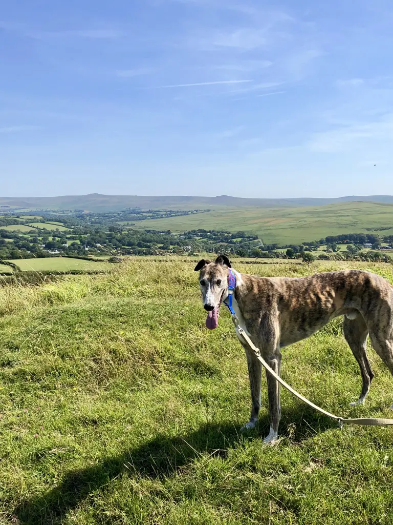 Image from Biggles