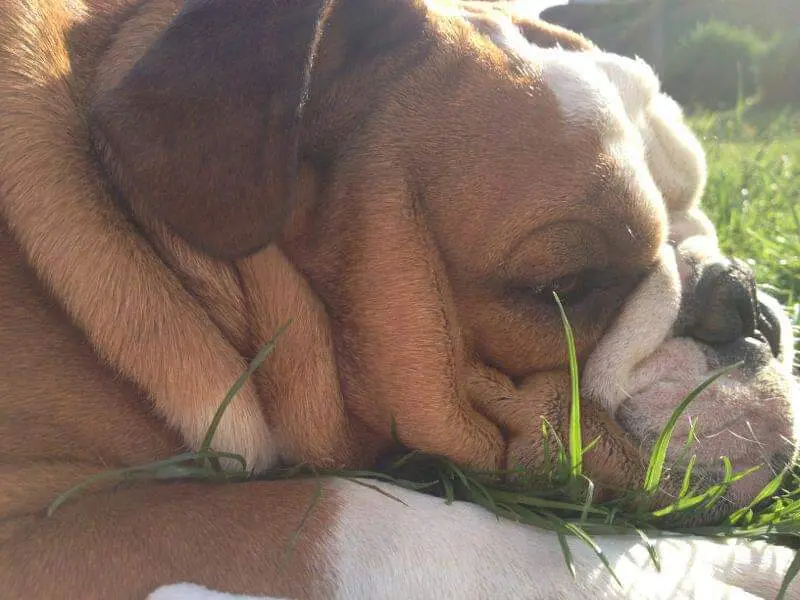 Image from Buddy