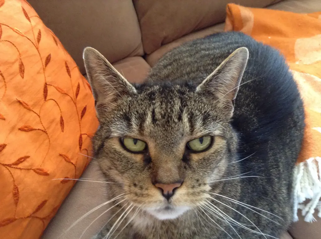 Image from Jule