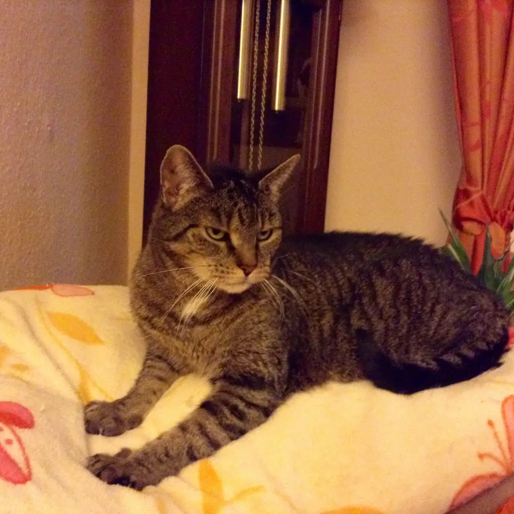 Image from Jule
