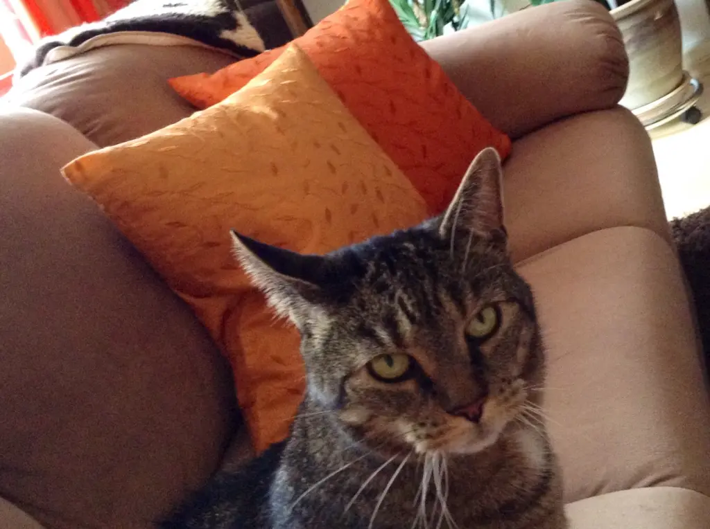 Image from Jule