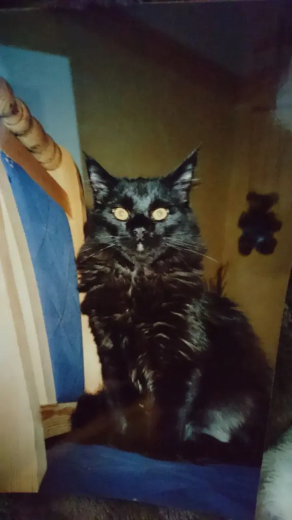 Image from Niffi