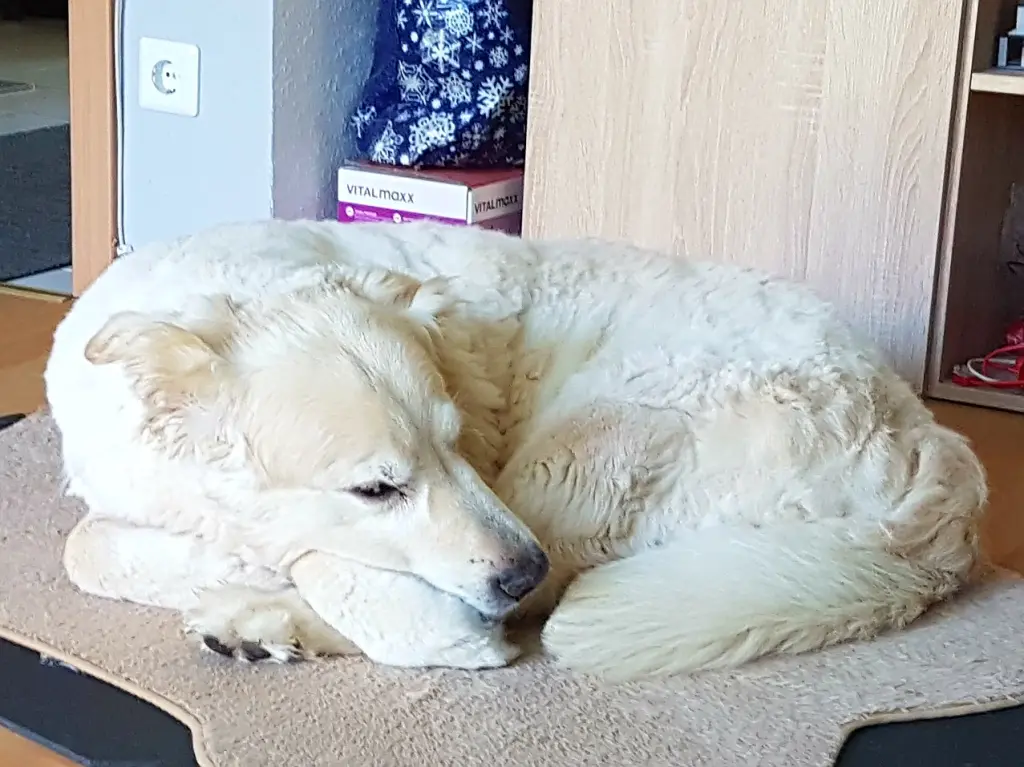 Image from Cookie