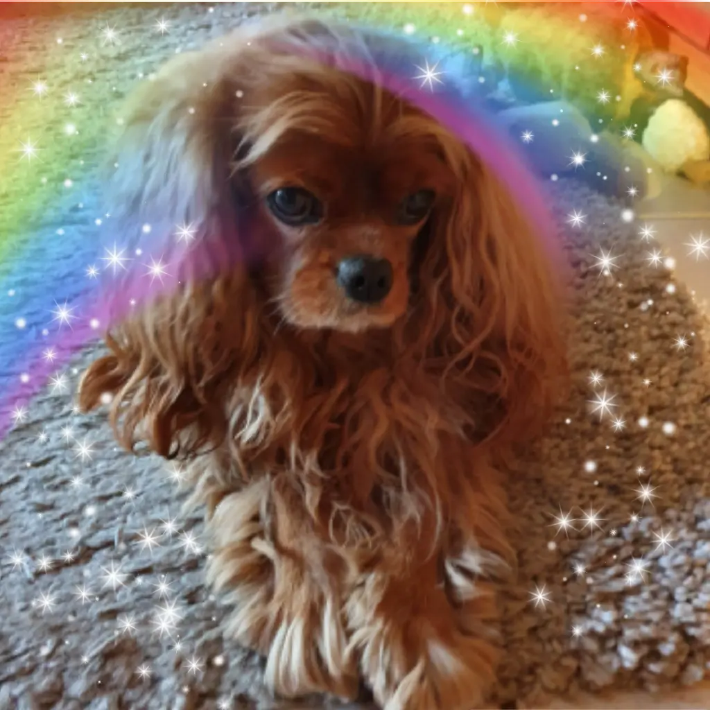 Condolence image of Marion mit Ruby im Herzen