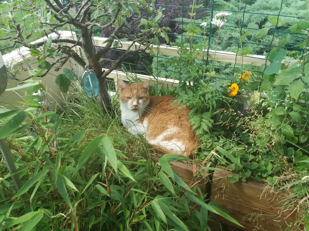 Image from Tigerle