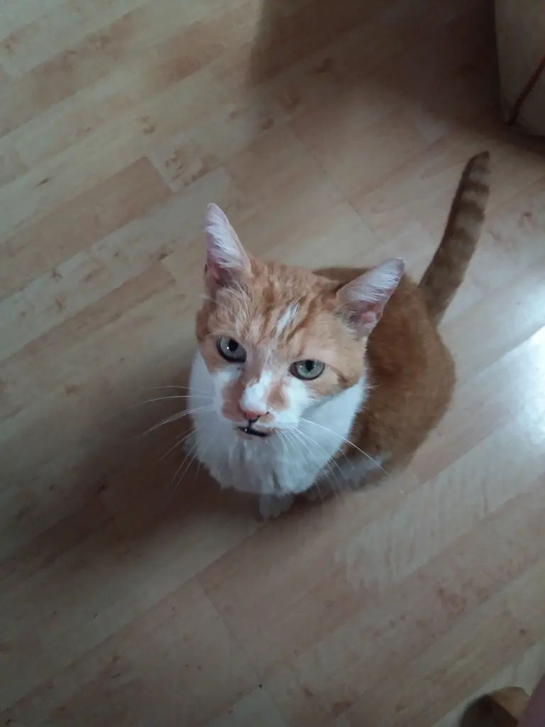 Image from Tigerle