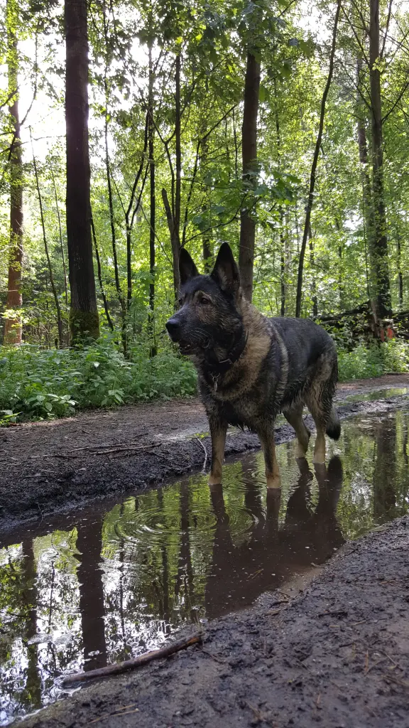 Condolence image of Karin mit Bestie Donna