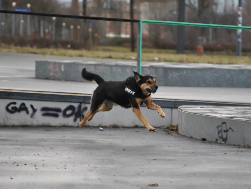 Image from Fido