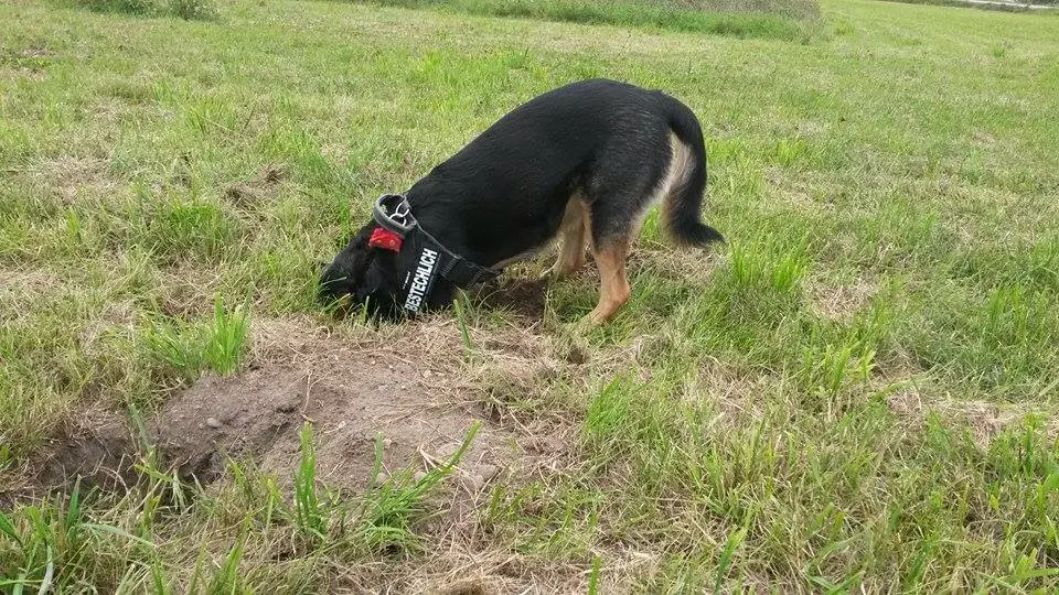 Image from Fido