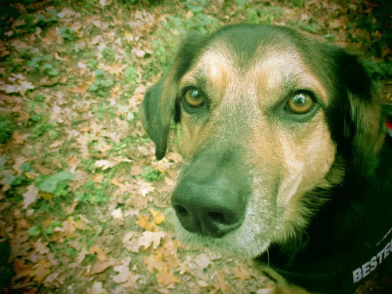 Image from Fido