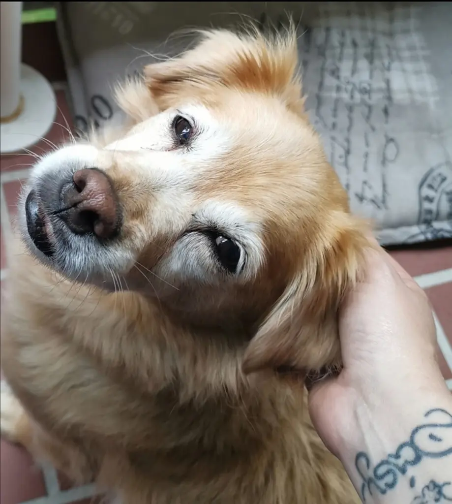 Condolence image of Mandy mit daisy im Herzen