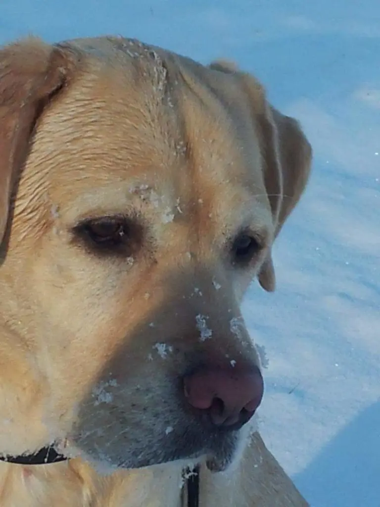 Condolence image of Annette mit Sunny im Herzen und Strolchi an meiner Seite