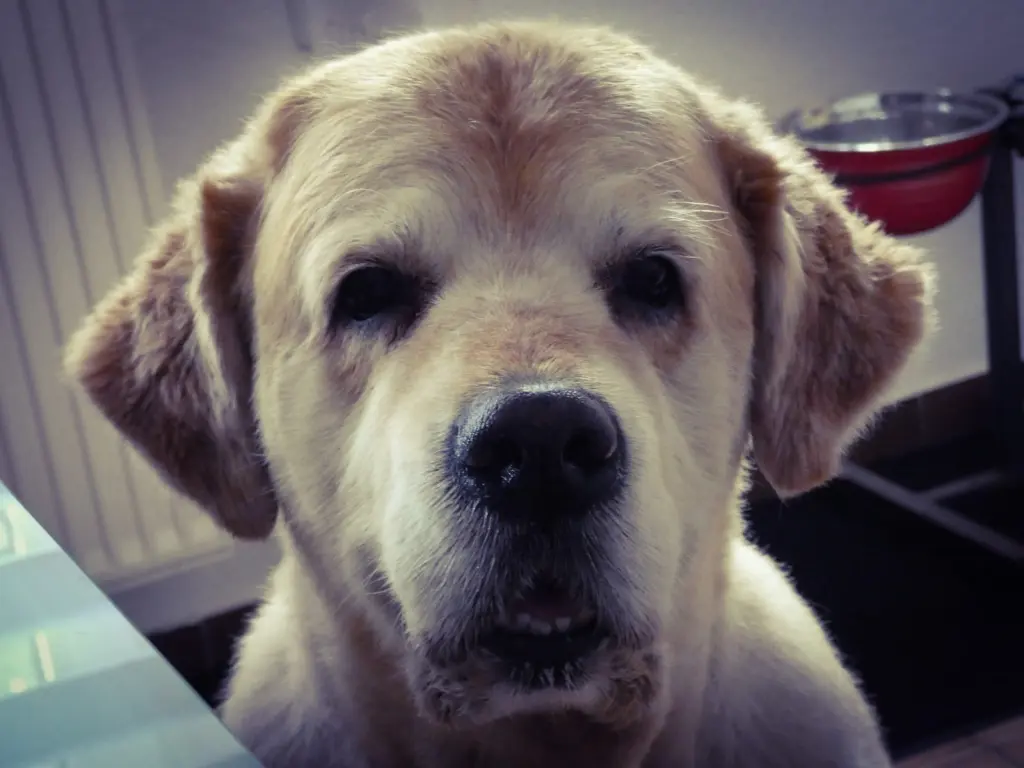 Image from Balu
