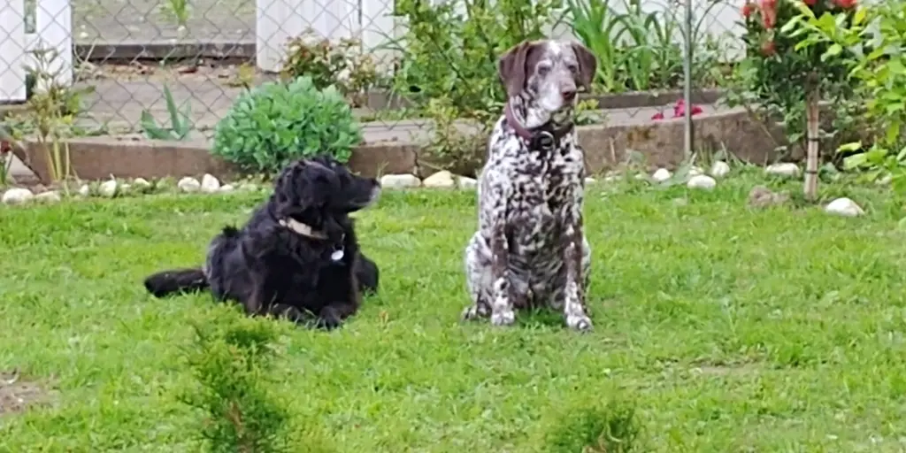 Image from Snoop