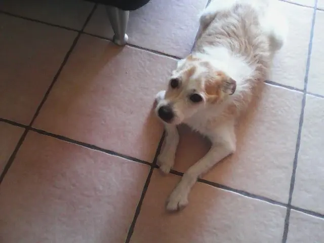 Andachtsbild von Unbekannt