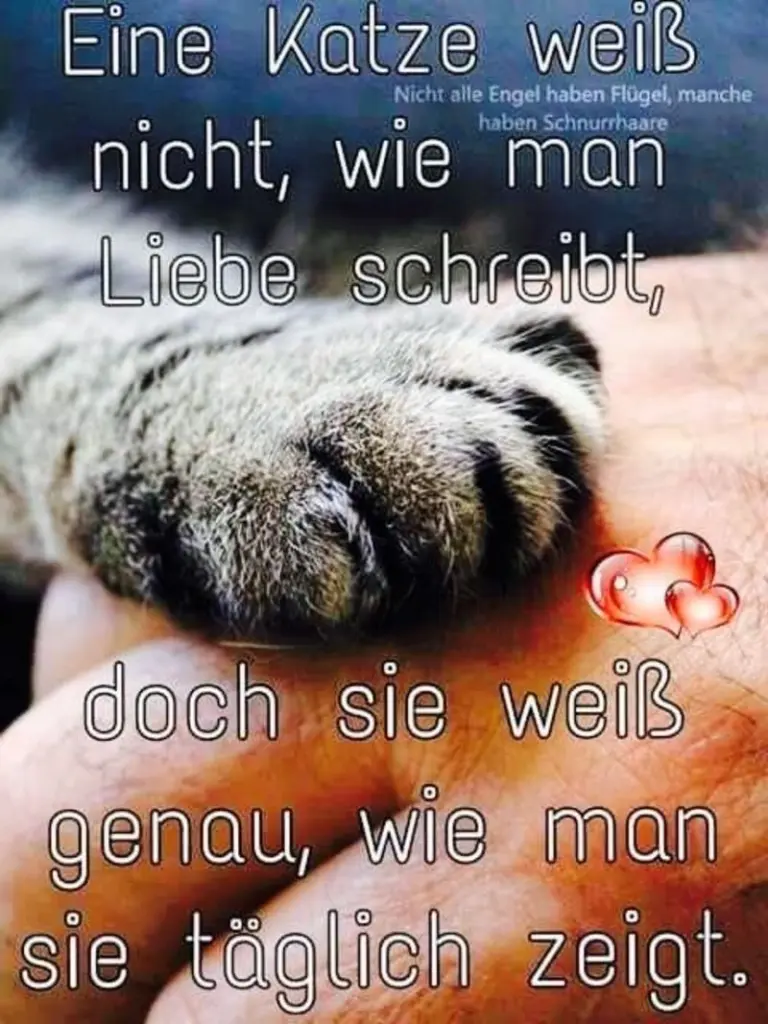 Condolence image of Katrin und Katzi im ❤️