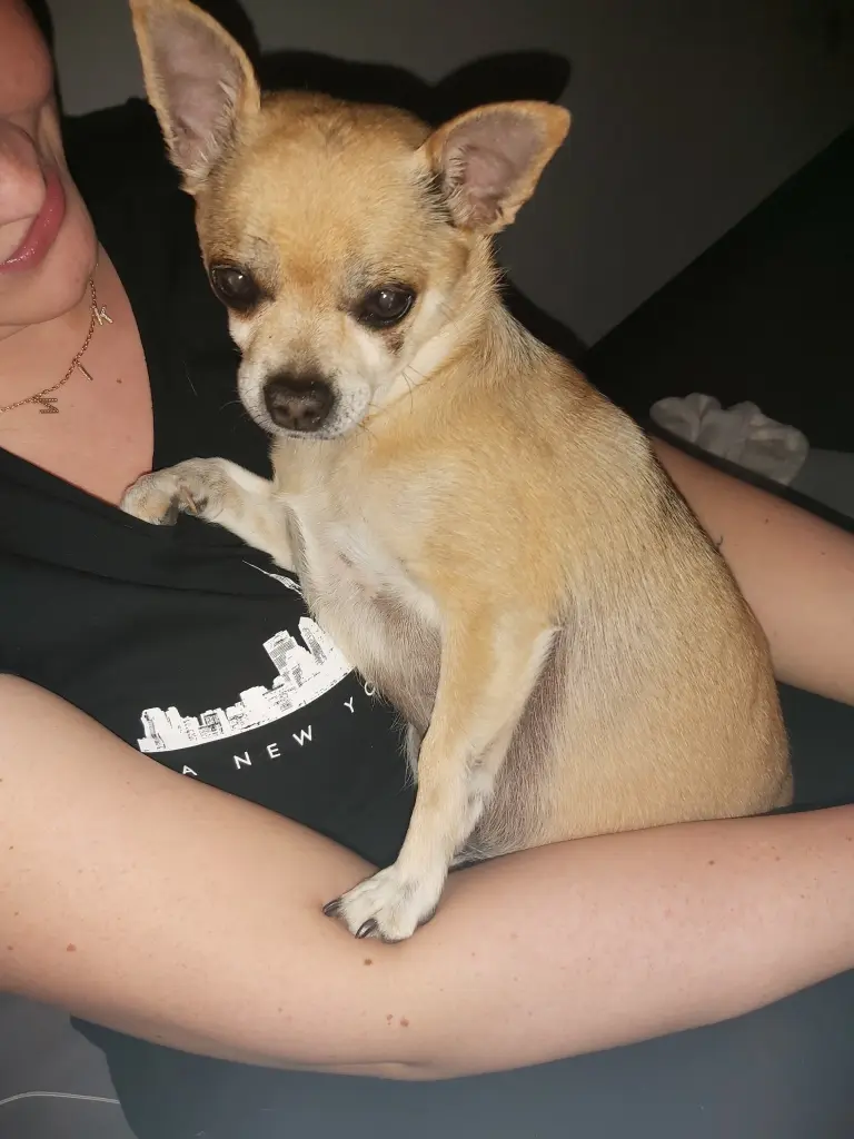 Image from Chico