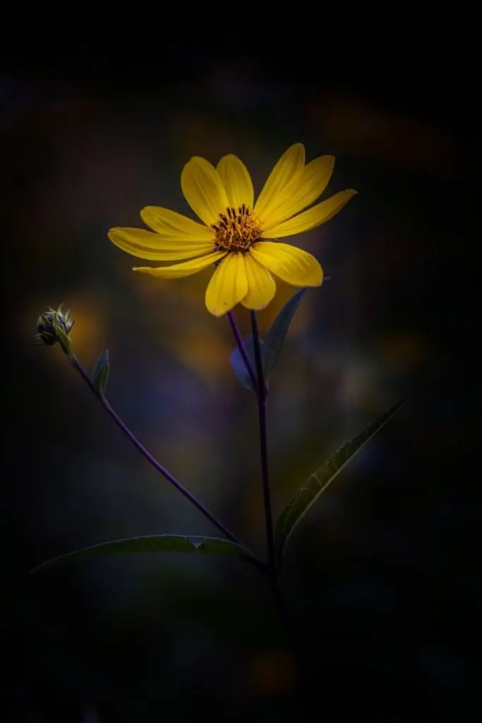 Condolence image of Unbekannt