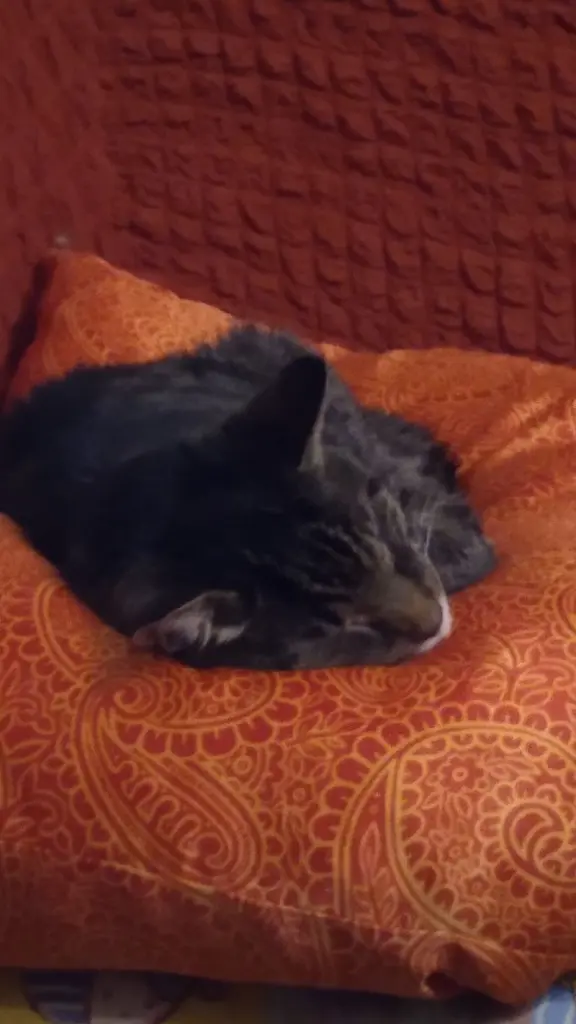 Condolence image of Mandy mit Pischo ganz tief im Herzen