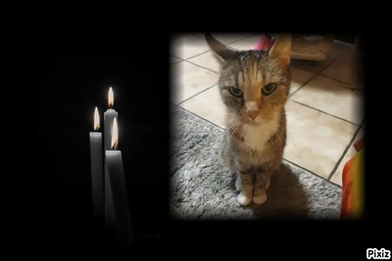 Condolence image of Nicole 