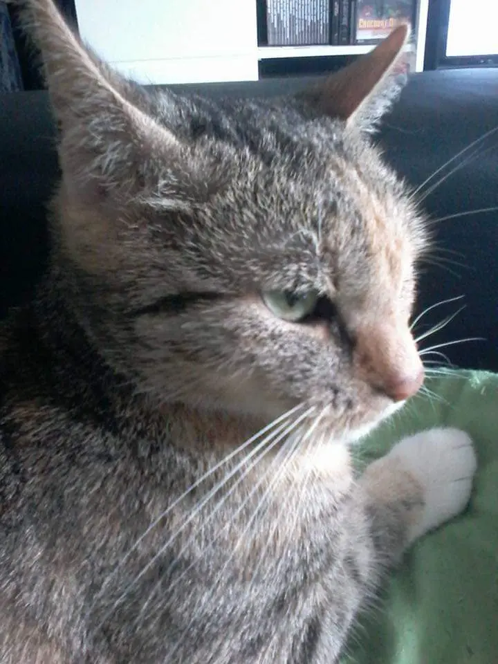 Image from Luna