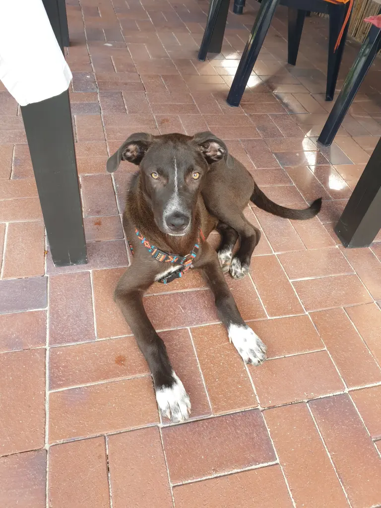 Image from Scooby
