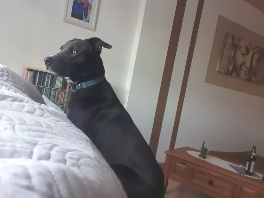 Image from Scooby