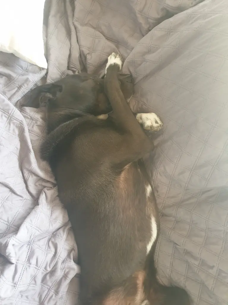 Image from Scooby
