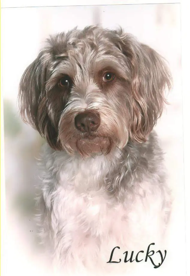 Condolence image of Dijana