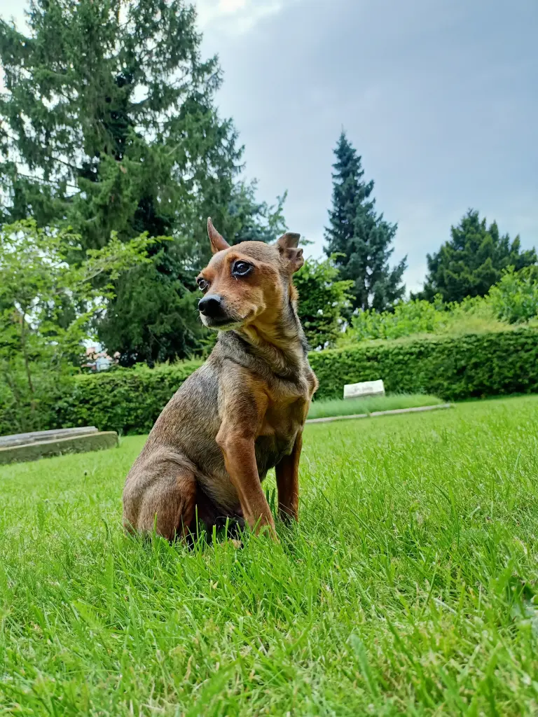 Image from Stinkepup