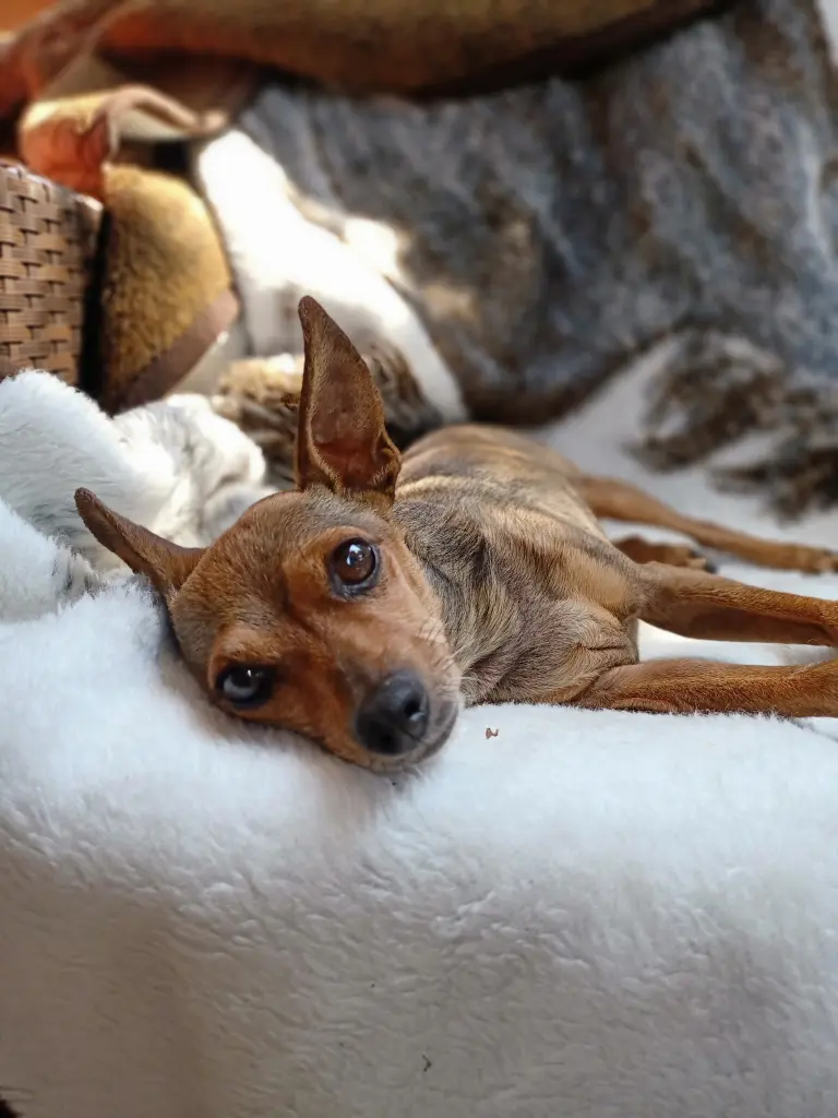Image from Stinkepup